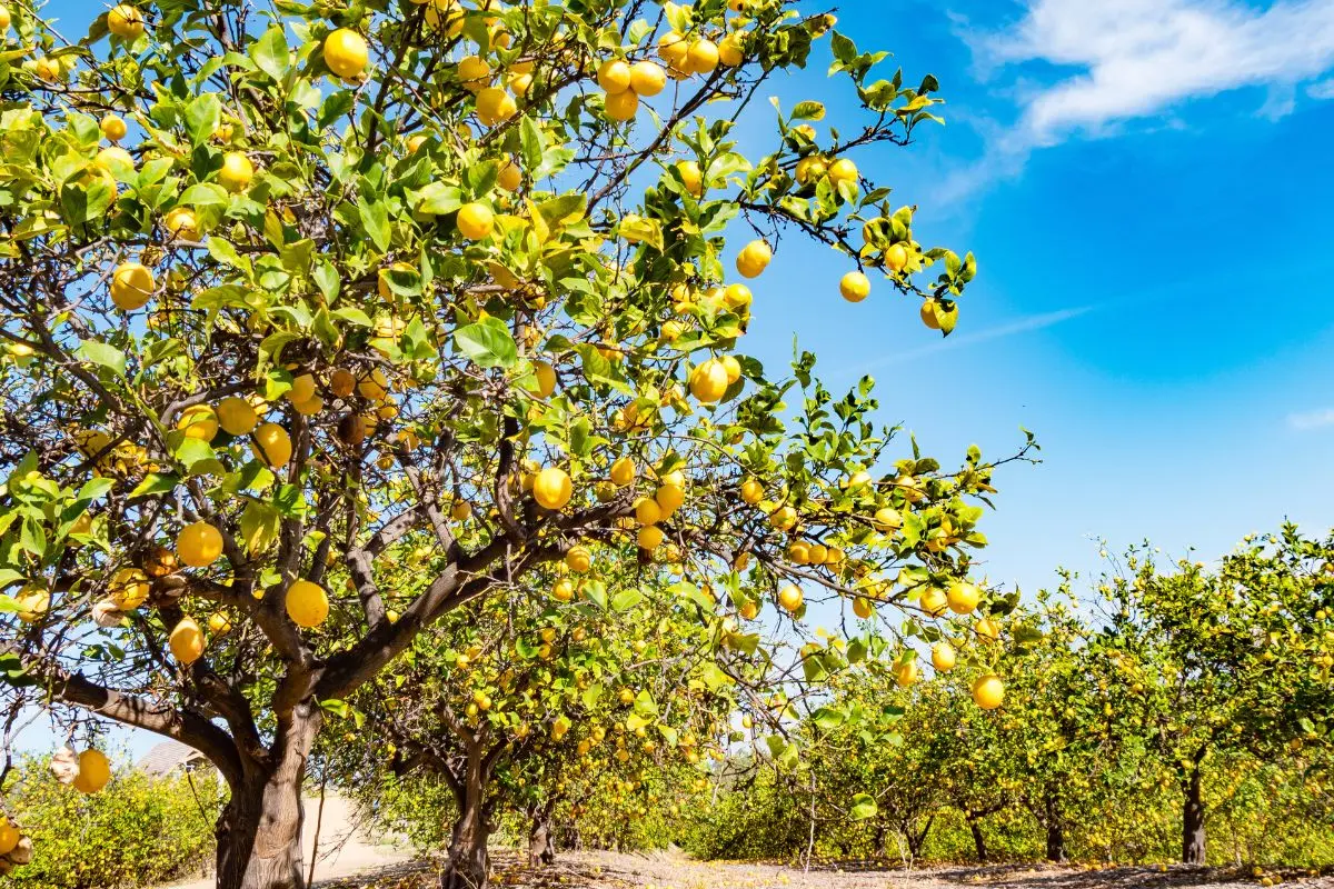 Astuces citronnier en bonne santé