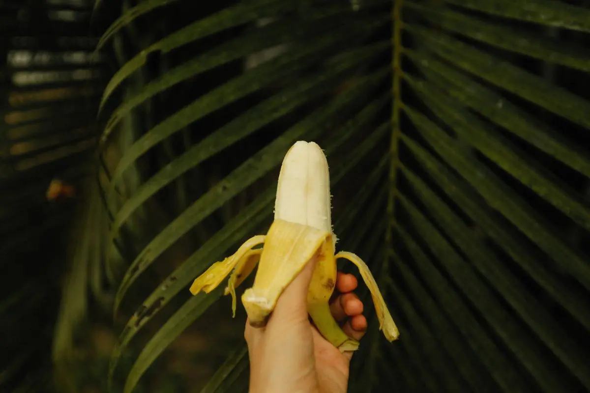 Bienfait peau banane fertilisant jardin
