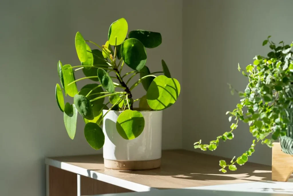 Croissance plante pilea